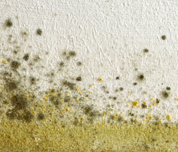 mold in commercial building in Fort Worth, Florida